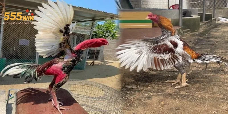 Hình ảnh giao diện trang chủ Đá Gà Cựa Sắt 555WIN hiện đại cuốn hút