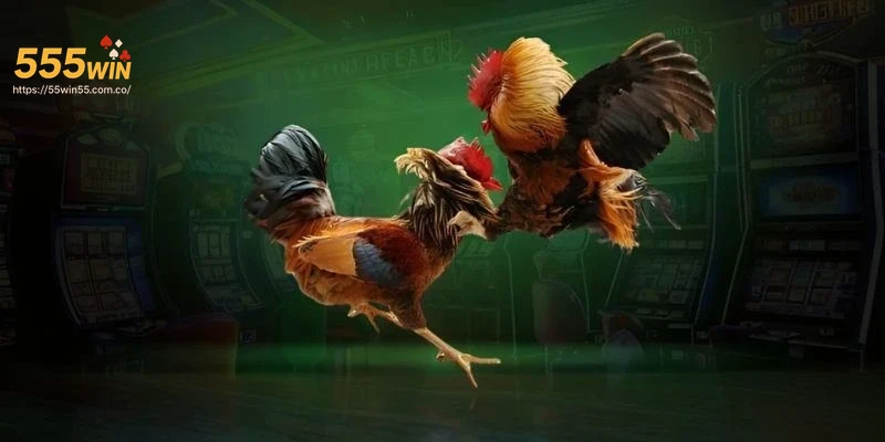 uu-diem-khi-tham-gia-da-ga-555win Ưu điểm khi tham gia đá gà 555Win