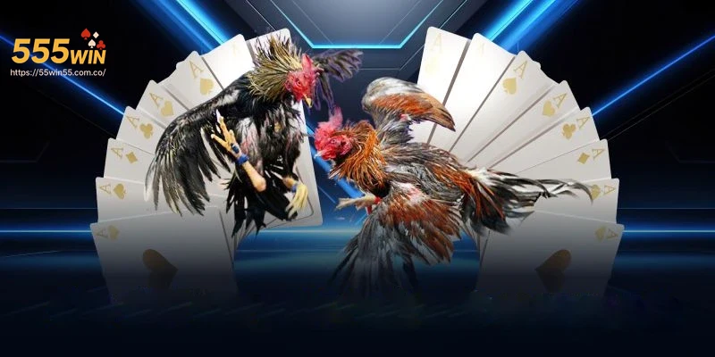 huong-dan-dat-cuoc-va-quan-ly-von-khi-choi-da-ga-555win Hướng dẫn đặt cược và quản lý vốn khi chơi đá gà 555Win