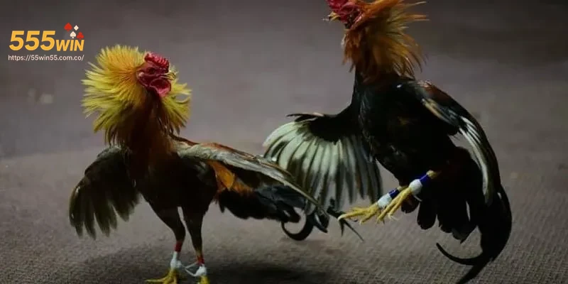 do-uy-tin-va-bao-mat Độ uy tín và bảo mật