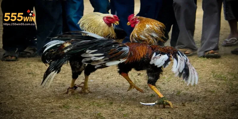 Trải nghiệm người chơi hào hứng tại Đá Gà Cựa Sắt 555WIN